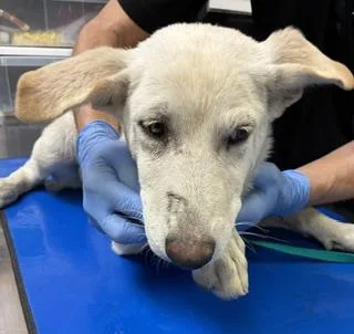 A baby large-sized female Dutch Shepherd dog named Dianne for adoption in Phoenix, AZ