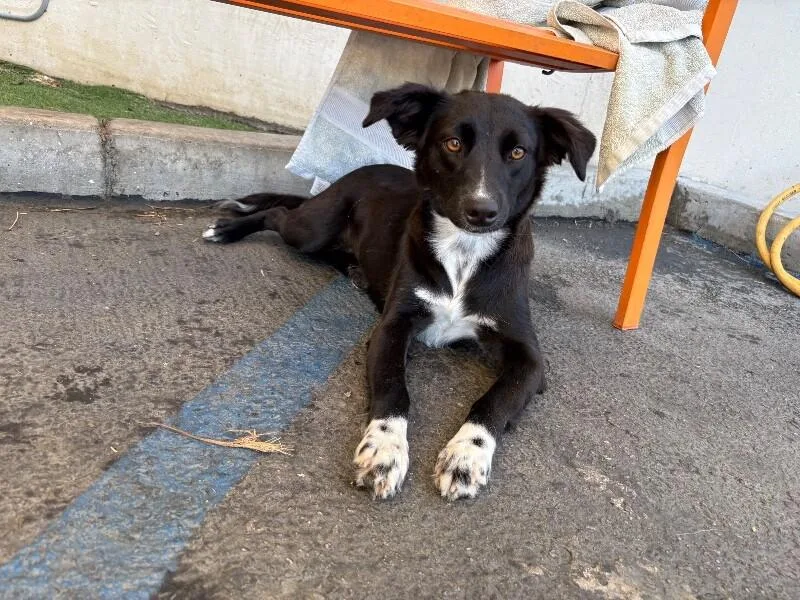 A young medium-sized female Black Border Collie dog named Chalupa for adoption in Van Nuys, CA