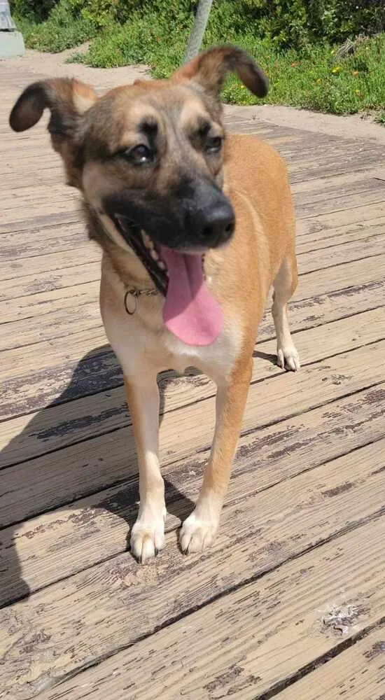 An adult large-sized male Apricot / Beige Shepherd dog named Yatziry for adoption in San Francisco, CA