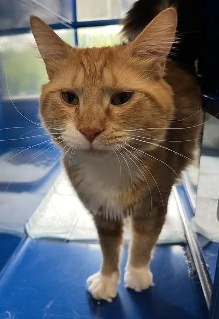 An adult small-sized male Domestic Medium Hair cat named Archie for adoption in Westminster, MD