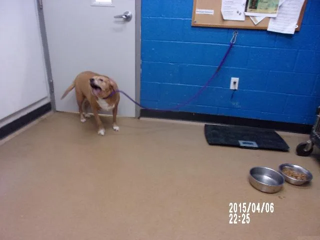 An adult medium-sized male Beagle dog named Jack for adoption in Saint Peters, MO