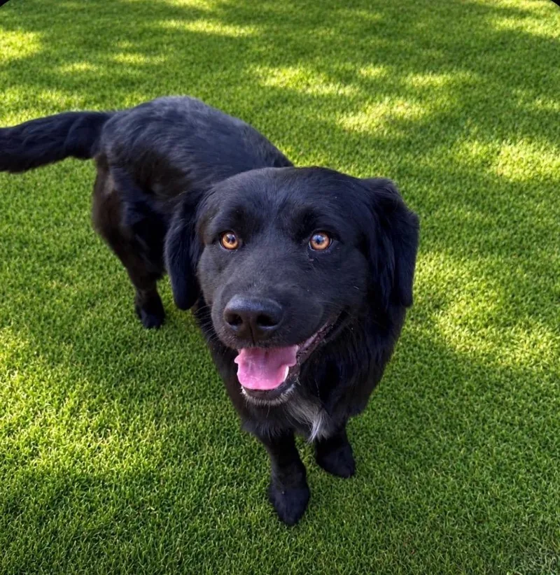 A young medium-sized male Border Collie dog named Percy for adoption in San Diego, CA