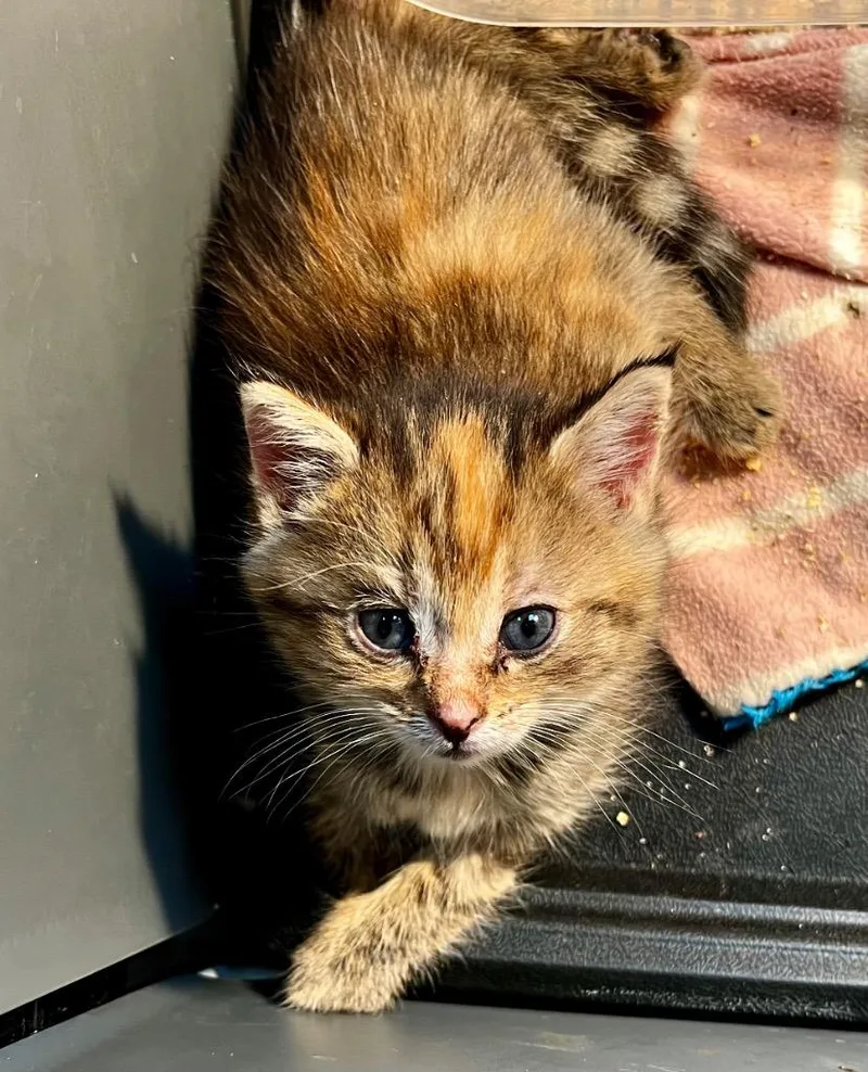A baby small-sized female Domestic Short Hair cat named Jupiter for adoption in Clinton, SC