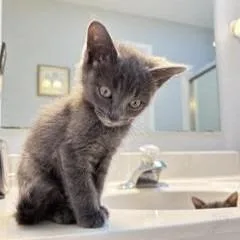 A baby small-sized female Domestic Short Hair cat named Jean for adoption in Cumming, GA