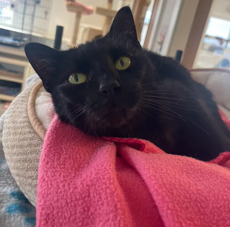 An adult medium-sized female Domestic Short Hair cat named Willow for adoption in Indiana, PA