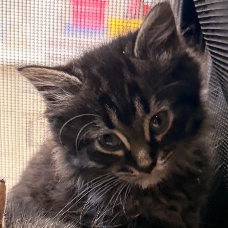 A baby small-sized female Brown / Chocolate Domestic Medium Hair cat named Mopple for adoption in Evansville, IN