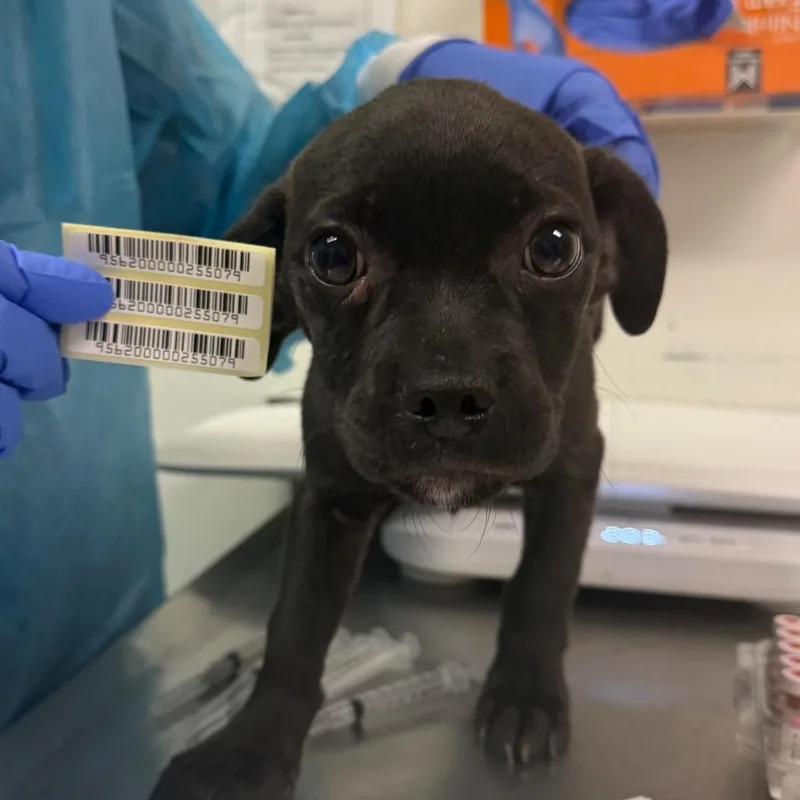 A baby small-sized male Black Mixed Breed dog named Woody for adoption in Charleston, WV