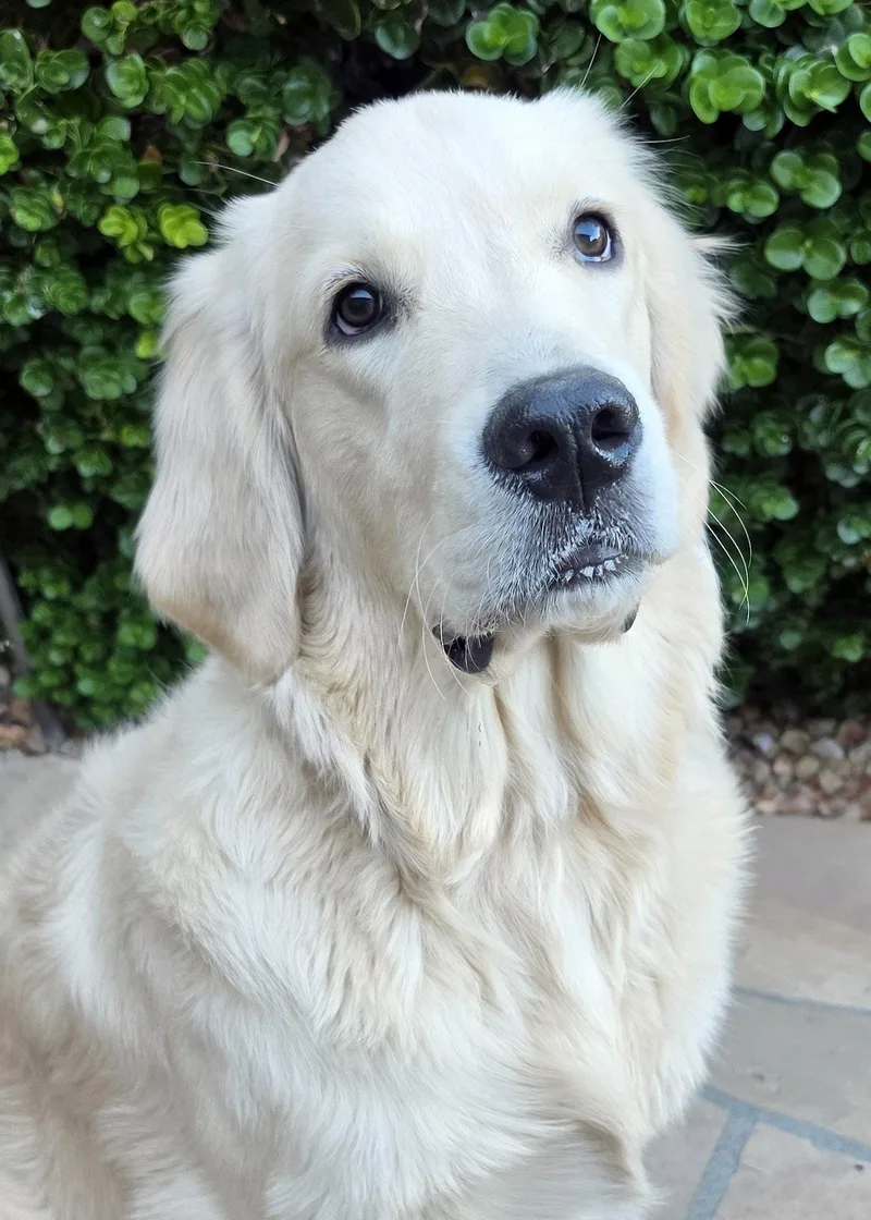 A baby medium-sized male Golden Retriever dog named Buddy for adoption in Glendale, AZ