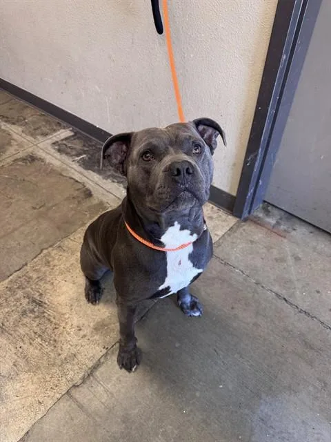 An adult medium-sized male Pit Bull Terrier dog named Bash for adoption in Ontario, CA