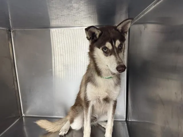 A young medium-sized male Siberian Husky dog named Danny for adoption in Los Angeles, CA