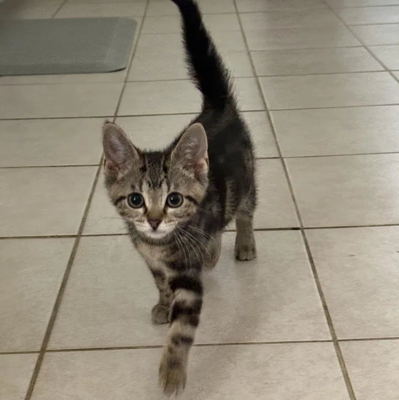 A baby medium-sized male Tabby (Brown / Chocolate) Domestic Short Hair cat named Luigi for adoption in Toledo, OH