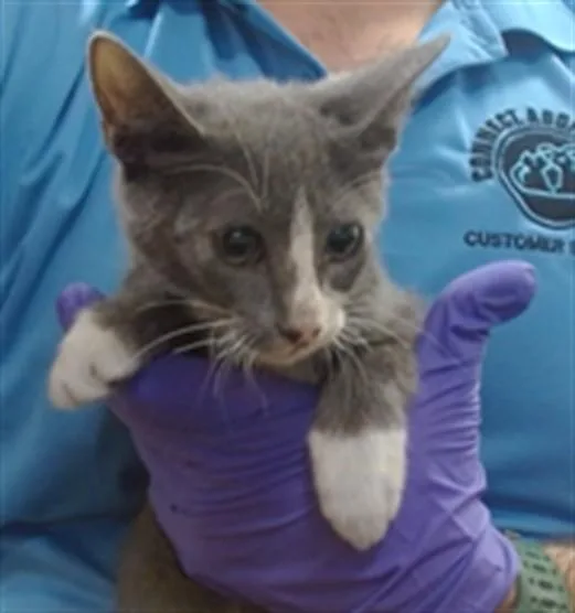 A baby small-sized male Domestic Short Hair cat named Bolt for adoption in Miami, FL
