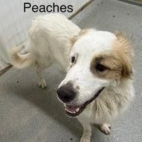 Peaches