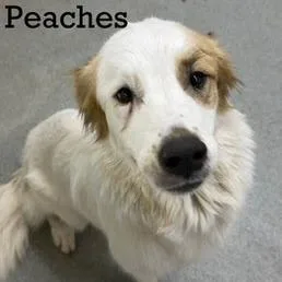 Peaches thumbnail 3