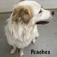 Peaches thumbnail 4