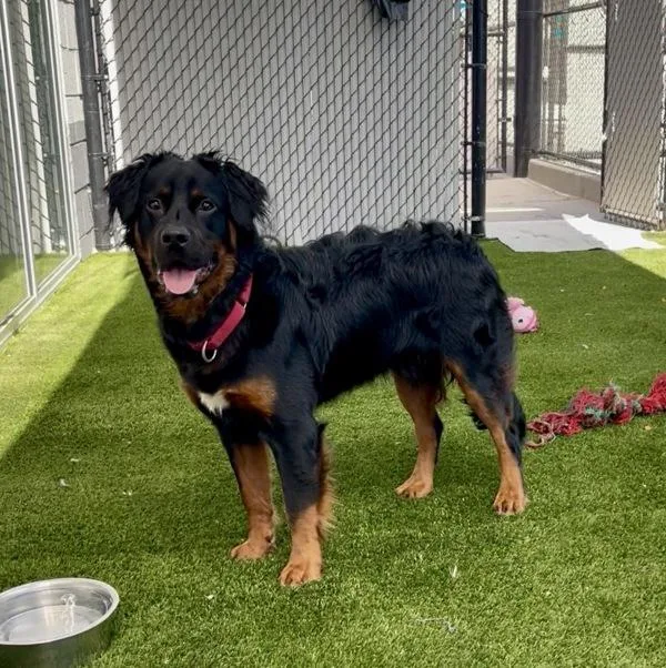 A young large-sized male Shepherd dog named Ozai for adoption in San Diego, CA