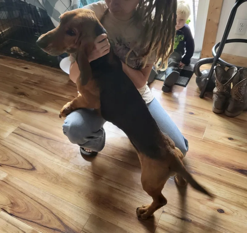 A young medium-sized male Bicolor Basset Hound dog named Atticus for adoption in Knoxville, TN