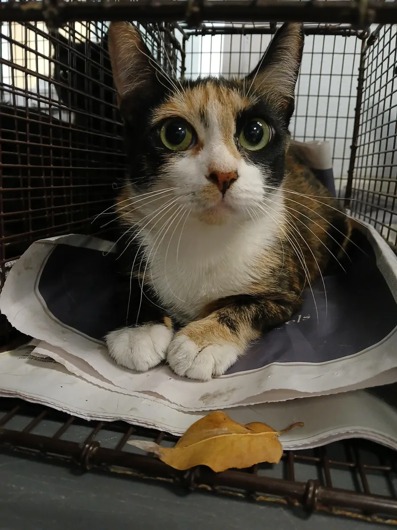 A young large-sized female Domestic Short Hair cat named Ocean for adoption in Los Angeles, CA