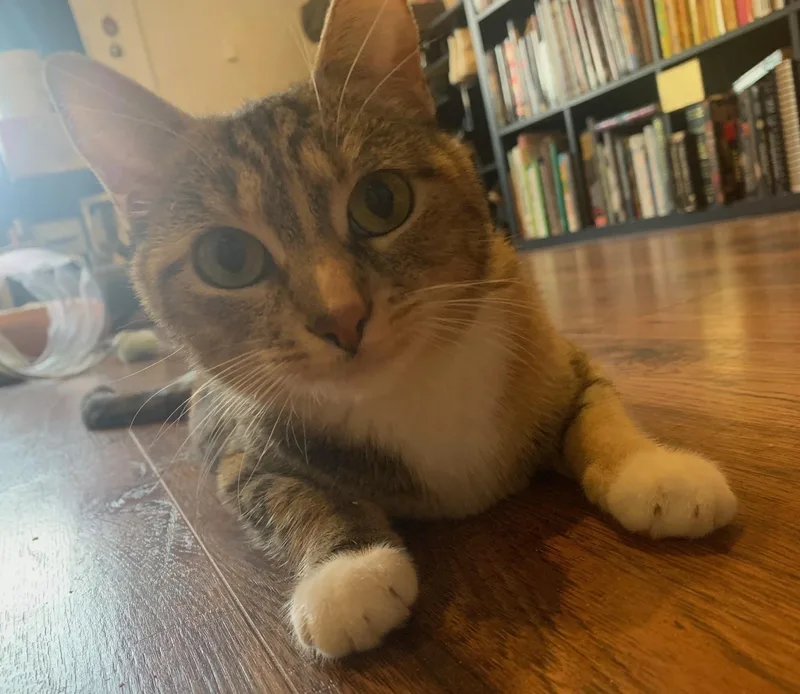 Marcella thumbnail 2