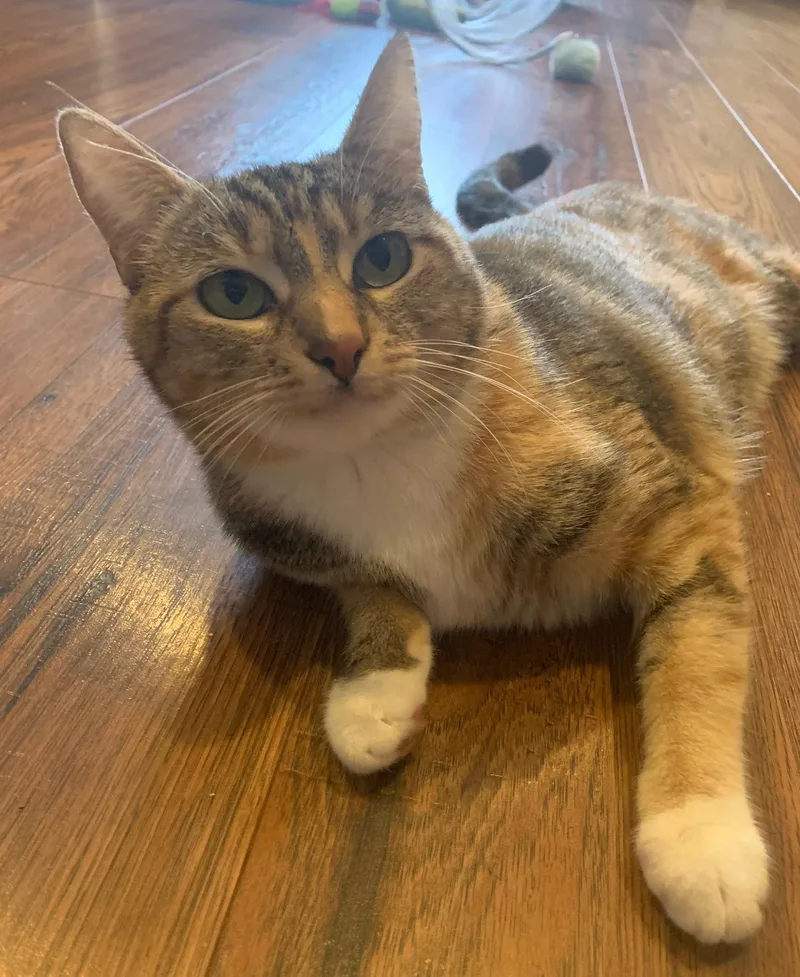 Marcella thumbnail 3