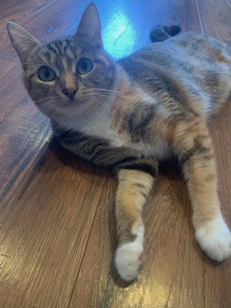 Marcella thumbnail 4