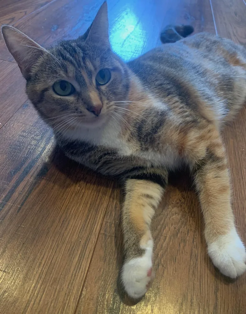 Marcella thumbnail 5