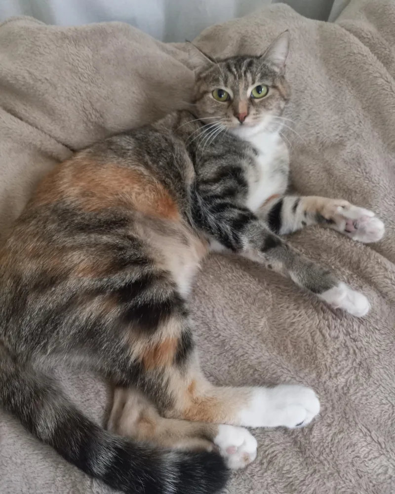 Marcella thumbnail 6