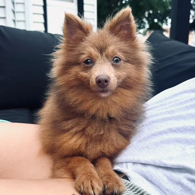 A young small-sized male Red / Chestnut / Orange Pomeranian dog named Copper for adoption in Coralville, IA