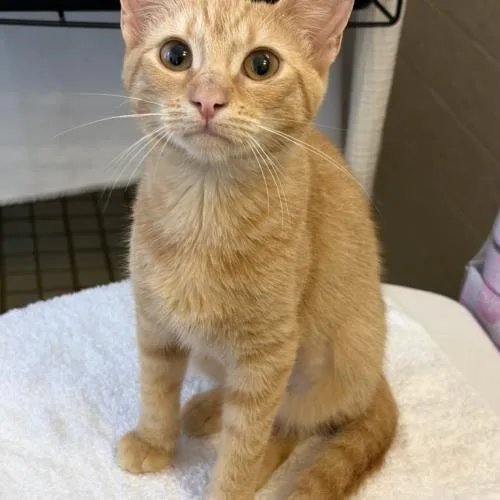 A baby small-sized female Orange & White Domestic Short Hair cat named Ary.m for adoption in Tampa, FL