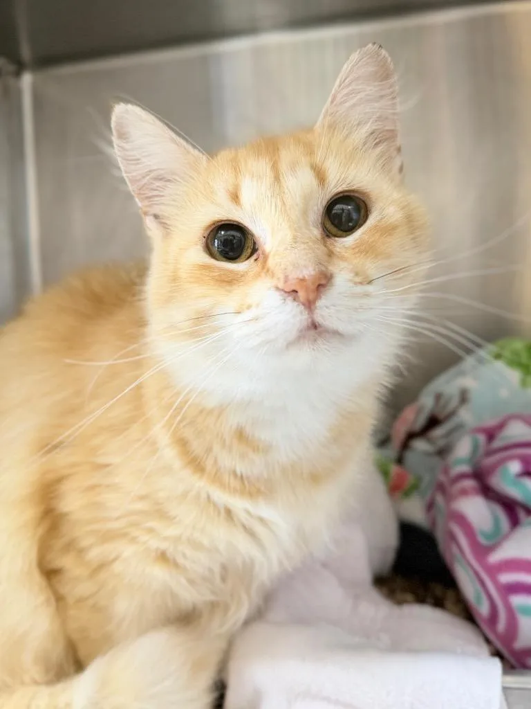 A young medium-sized female Domestic Short Hair cat named Camille for adoption in Menomonie, WI