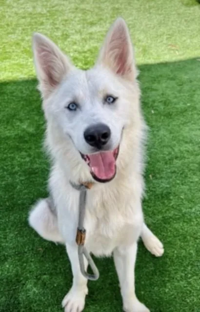A young large-sized male Siberian Husky dog named Icy for adoption in San Pedro, CA
