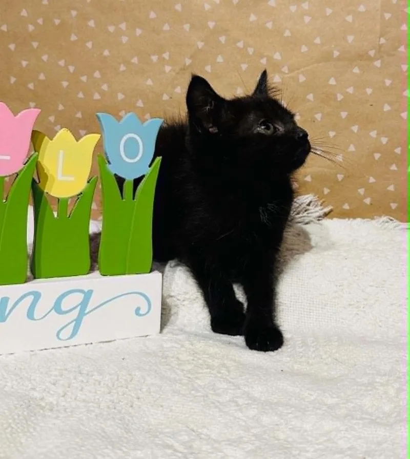 A baby small-sized female Black Domestic Short Hair cat named Dame Fuzzalina for adoption in Groveland, MA