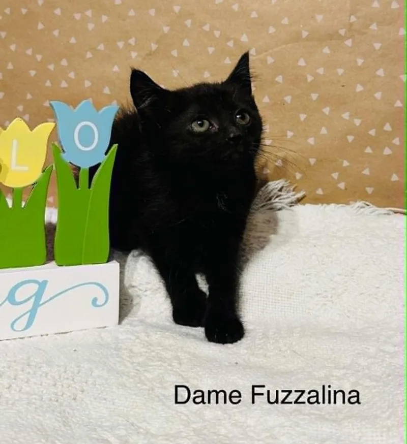 Dame Fuzzalina thumbnail 3