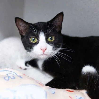 A baby small-sized female Black Domestic Short Hair cat named Sprite for adoption in Atlanta, GA