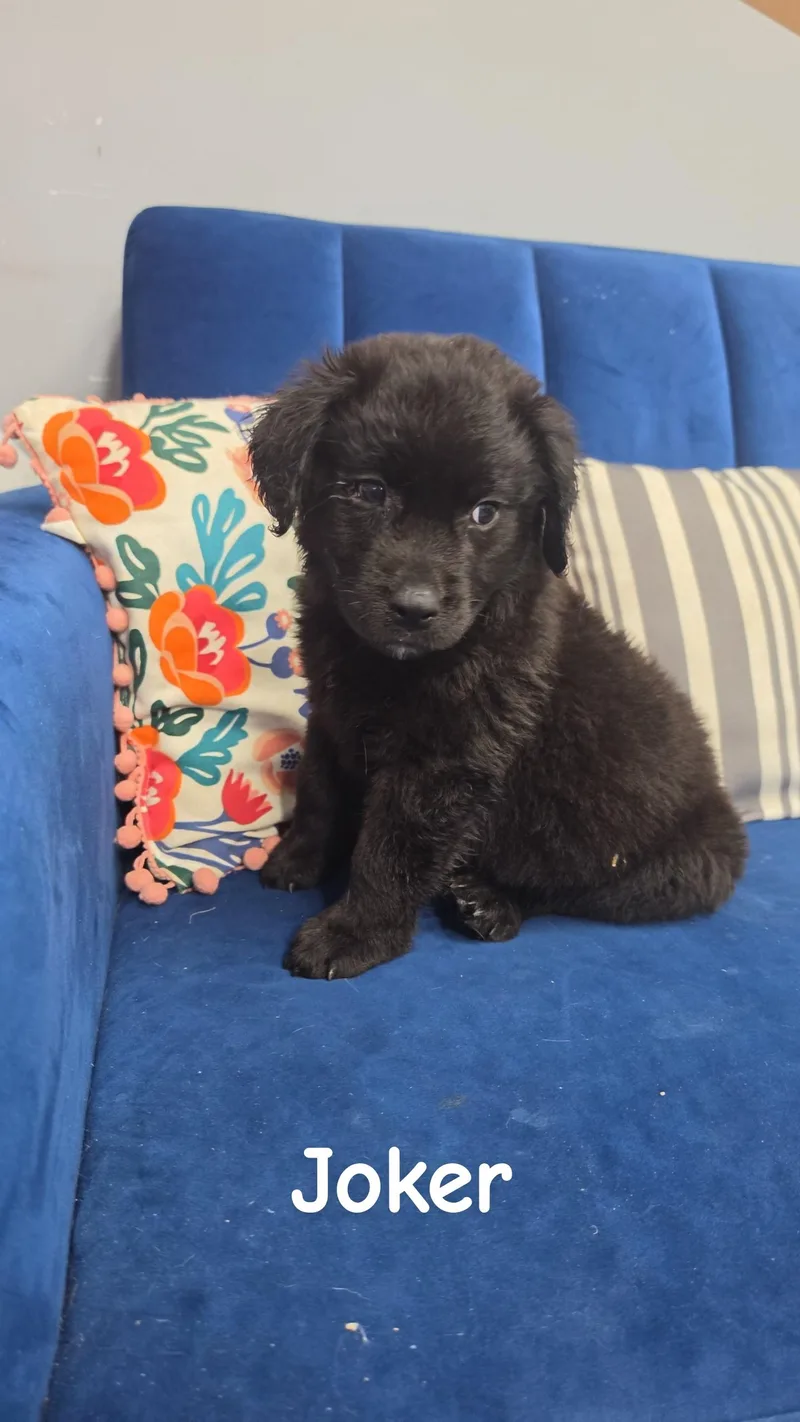 A baby large-sized male Black Labrador Retriever dog named Joker for adoption in Owensboro, KY