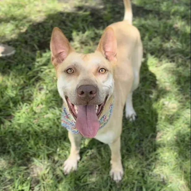 An adult large-sized male Carolina Dog dog named Boogie for adoption in Longview, TX