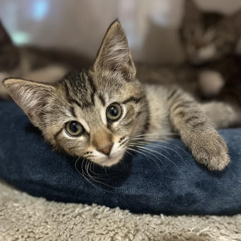 A baby small-sized female Brown / Chocolate Domestic Short Hair cat named Perch for adoption in Washington Township, OH