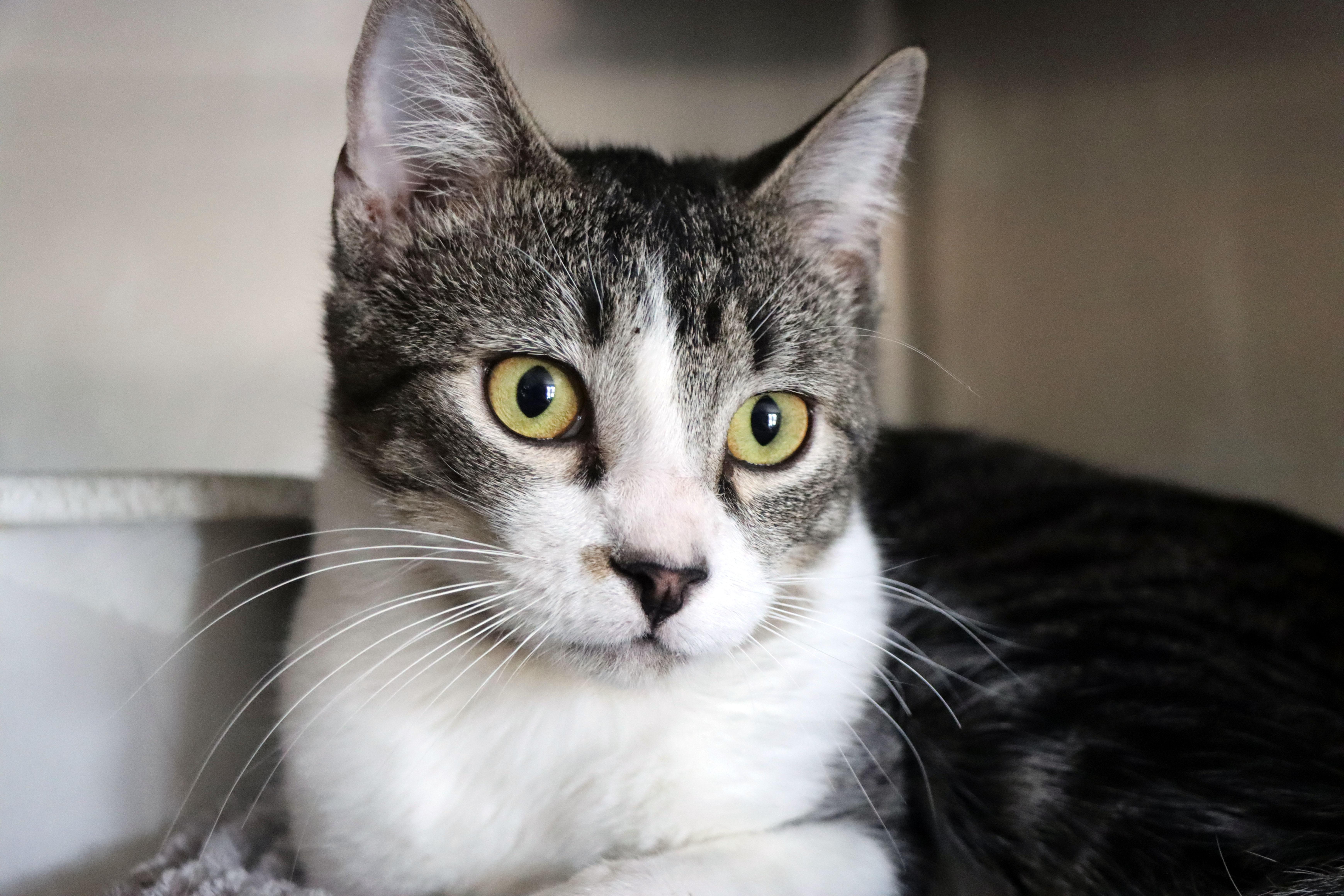 A young medium-sized male Tabby (Brown / Chocolate) Domestic Short Hair cat named Shamrock for adoption in House Springs, MO