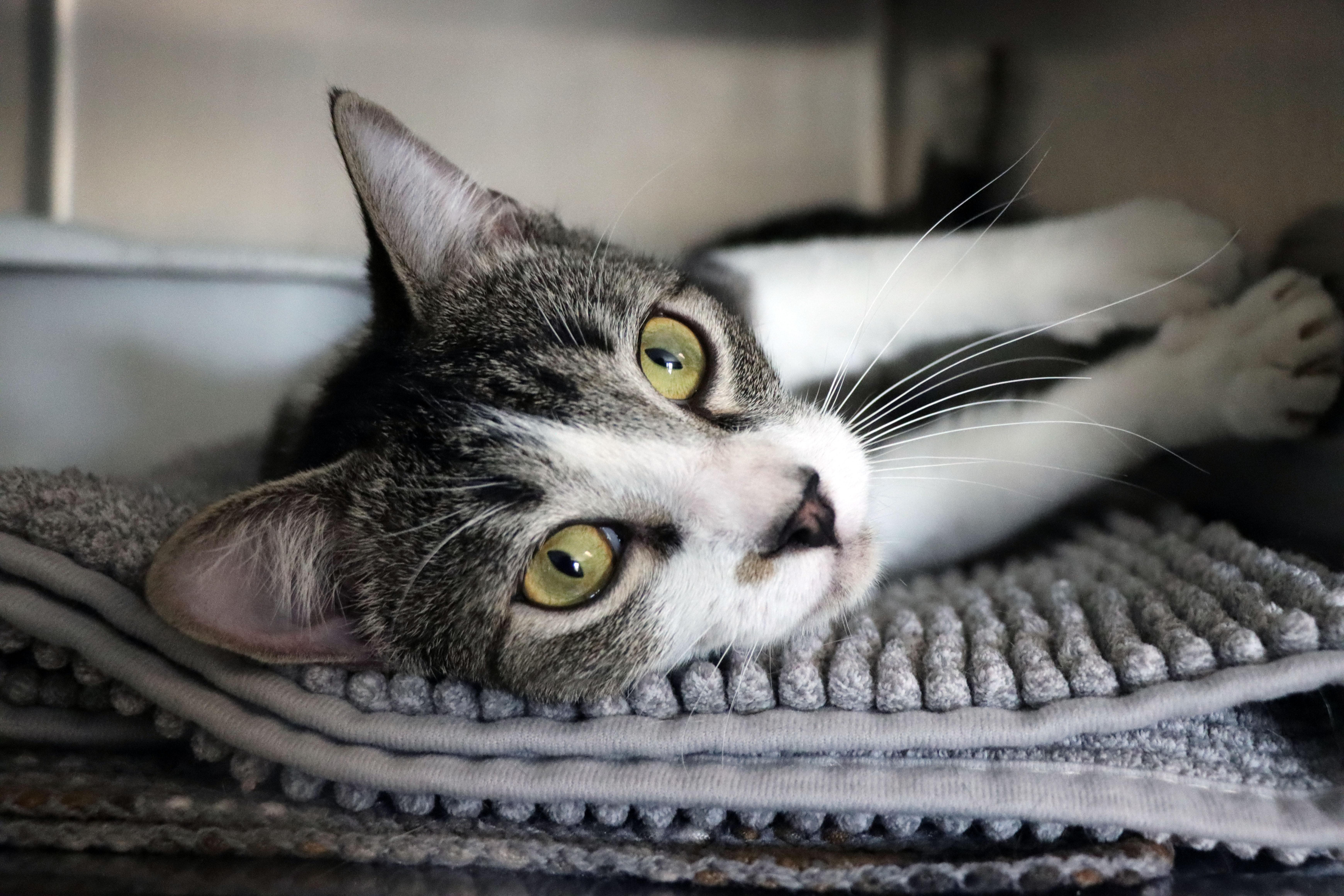 Shamrock thumbnail 2