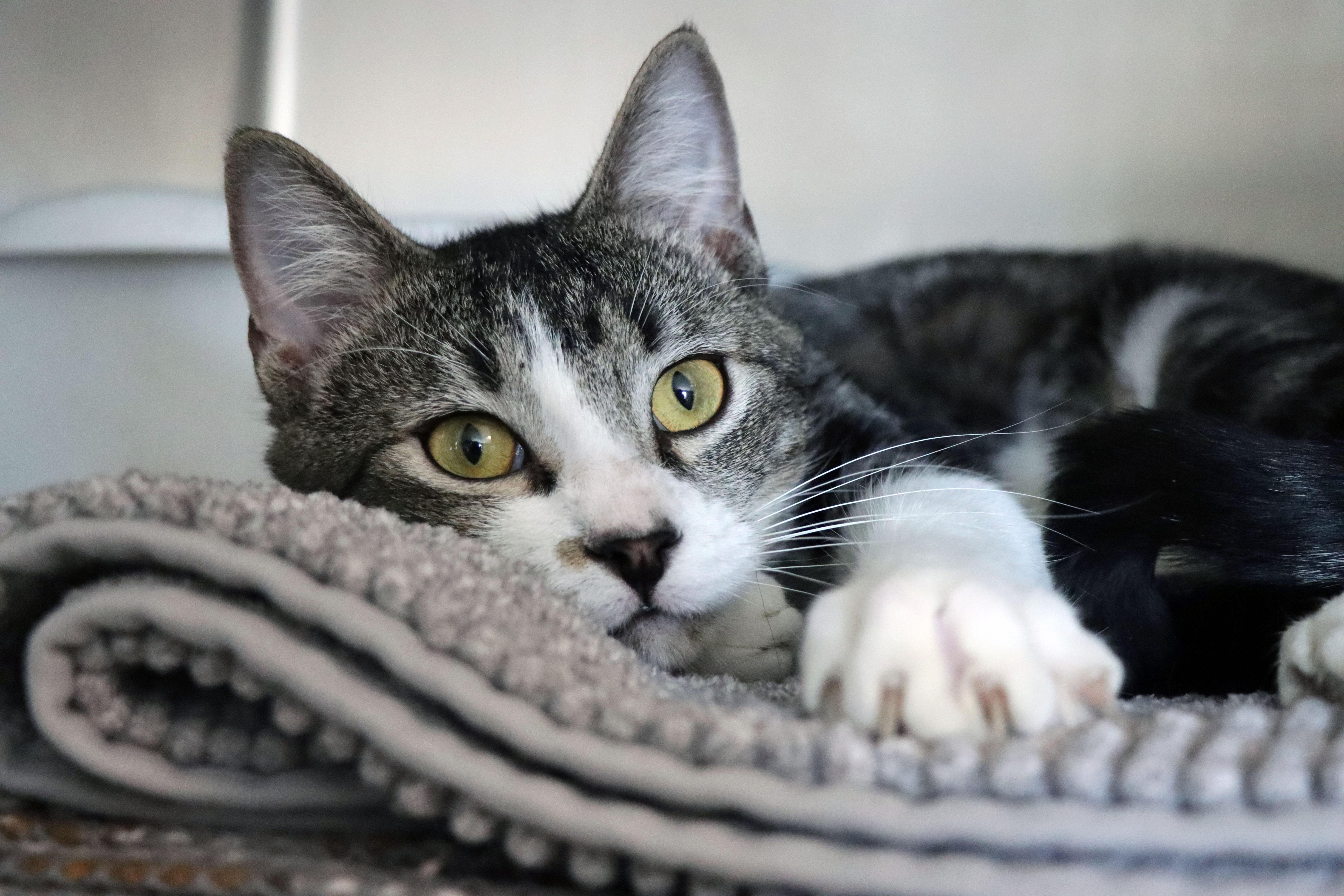 Shamrock thumbnail 3