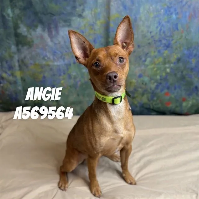 A young medium-sized male Chihuahua dog named Angus for adoption in Huntsville, AL