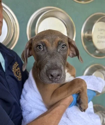 A baby small-sized male Pit Bull Terrier dog named Randy for adoption in Honolulu, HI