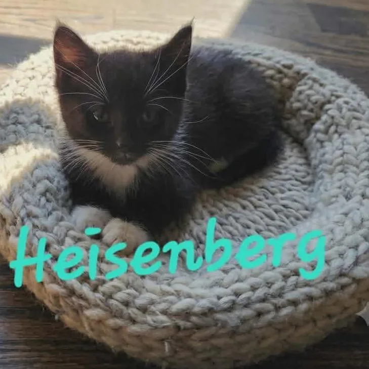 A baby medium-sized male Black & White / Tuxedo Domestic Short Hair cat named Heisenburg for adoption in Corydon, IN