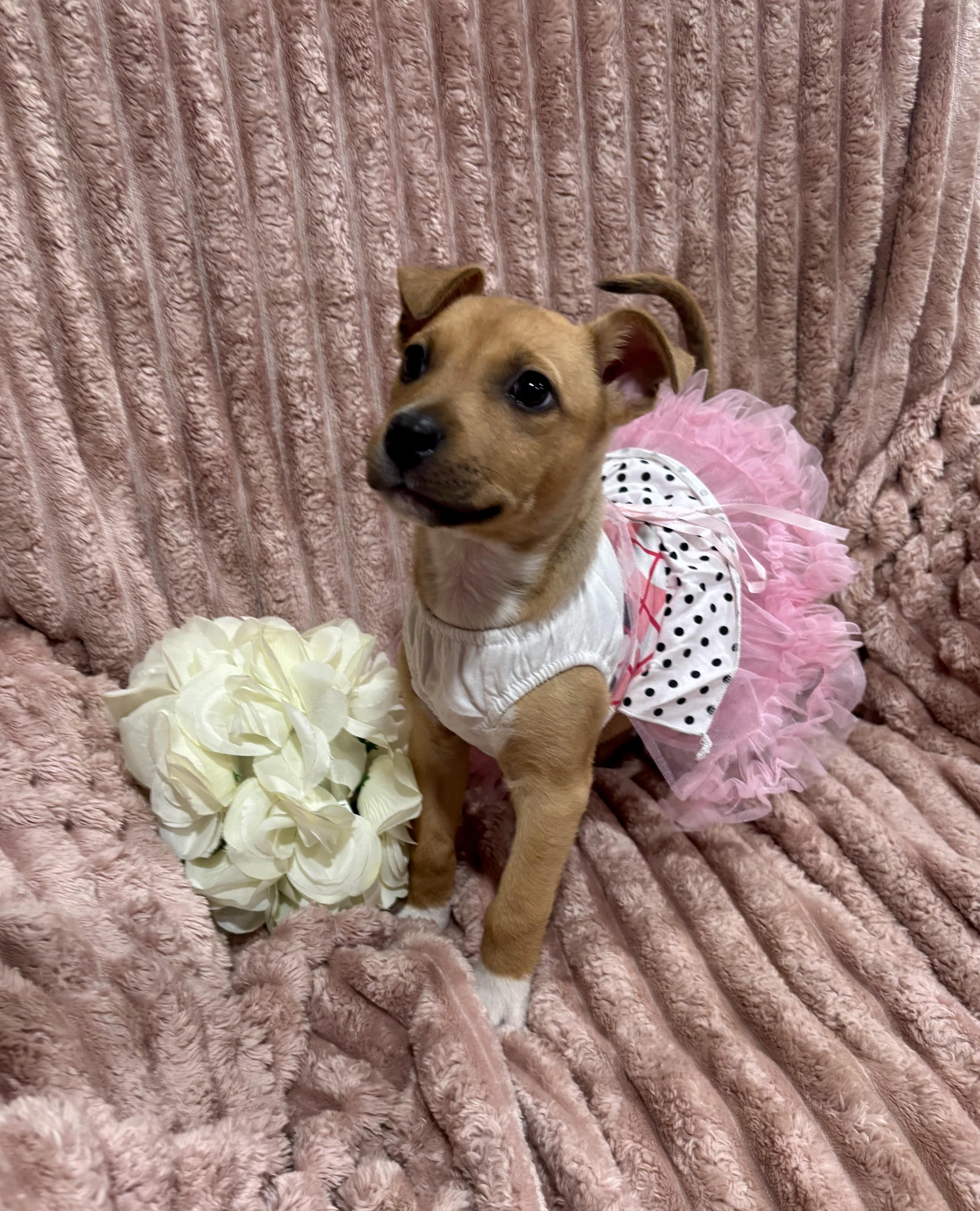 A baby small-sized female Golden Jack Russell Terrier dog named Piper for adoption in Corona, CA