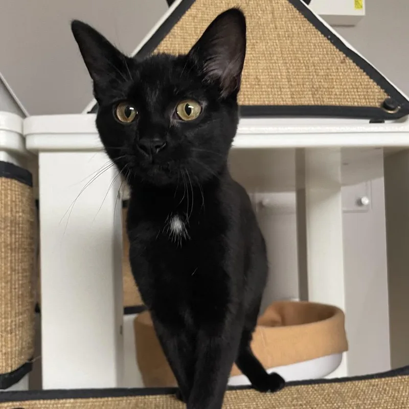 A baby medium-sized female Black Domestic Short Hair cat named Hearsay for adoption in Chicago, IL