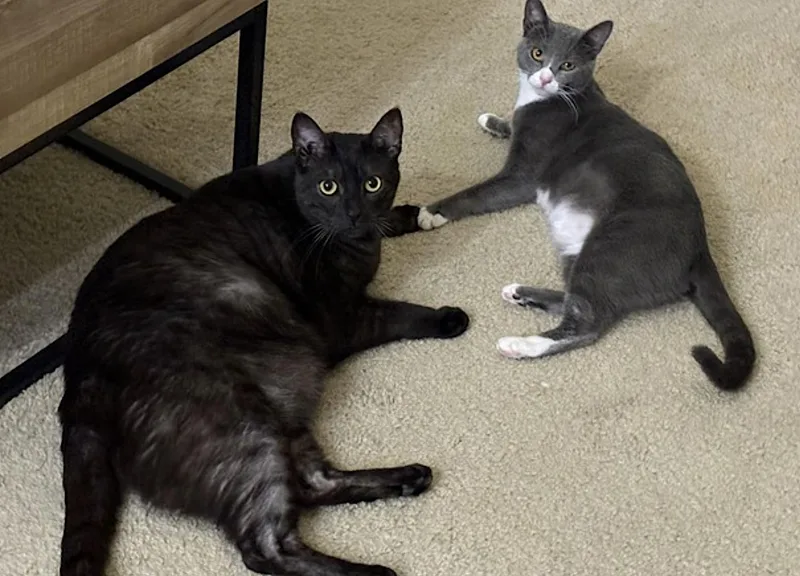 An adult medium-sized female Gray & White Domestic Short Hair cat named Dory and Jack for adoption in Amherst, MA
