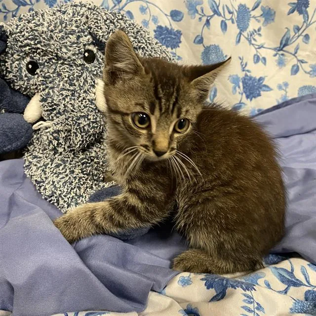 A baby small-sized male Domestic Short Hair cat named A for adoption in Modesto, CA