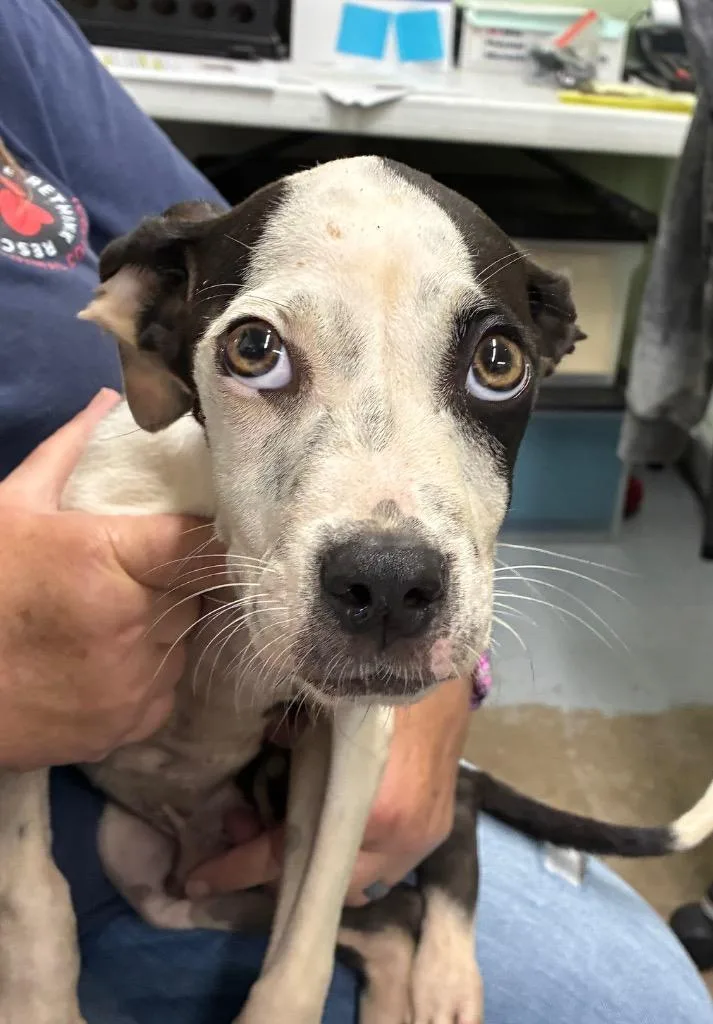 A baby medium-sized male Mixed Breed dog named Cruz for adoption in Beebe, AR