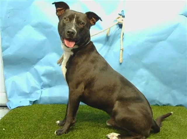 A young large-sized male Pit Bull Terrier dog named Anthony for adoption in Gardena, CA