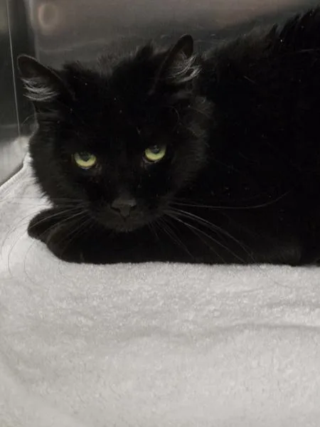 An adult medium-sized male Domestic Short Hair cat named Junior for adoption in Millersville, MD
